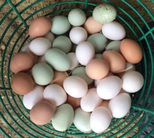 Eggs being washed from Auntie Annie's farm